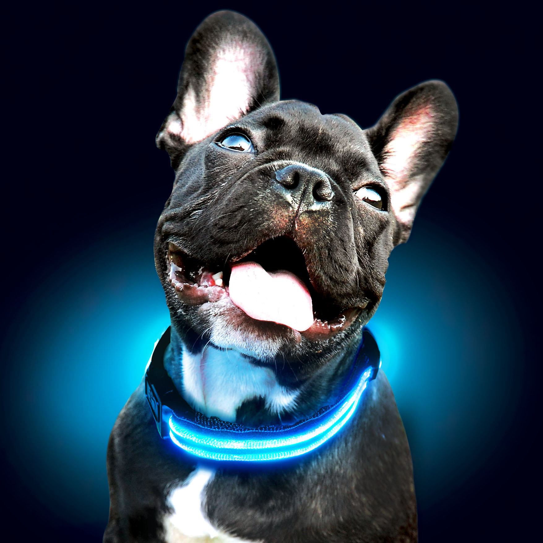 frenchie-puppy-blue-sml